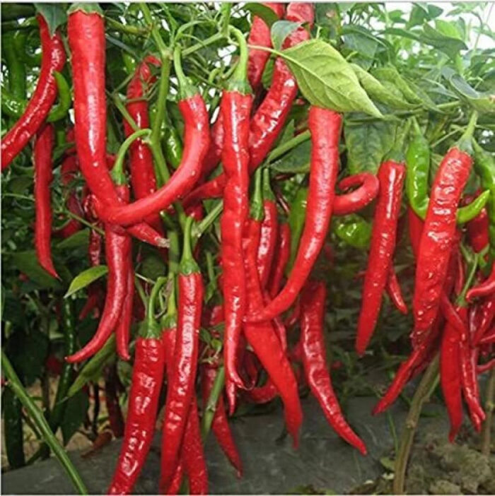 Hybrid Extra Long Chili Seeds - Image 2