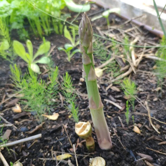 🌿King of Vegetables - Asparagus Mary Washington Seeds - Image 9