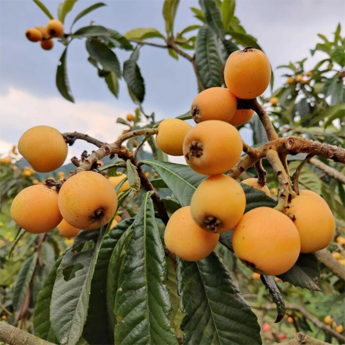 Five-star Loquat Seeds - Image 6