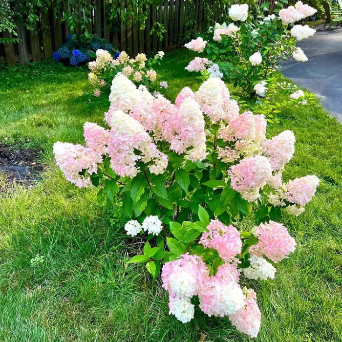 Vanilla Strawberry Hydrangea Seeds - Image 2