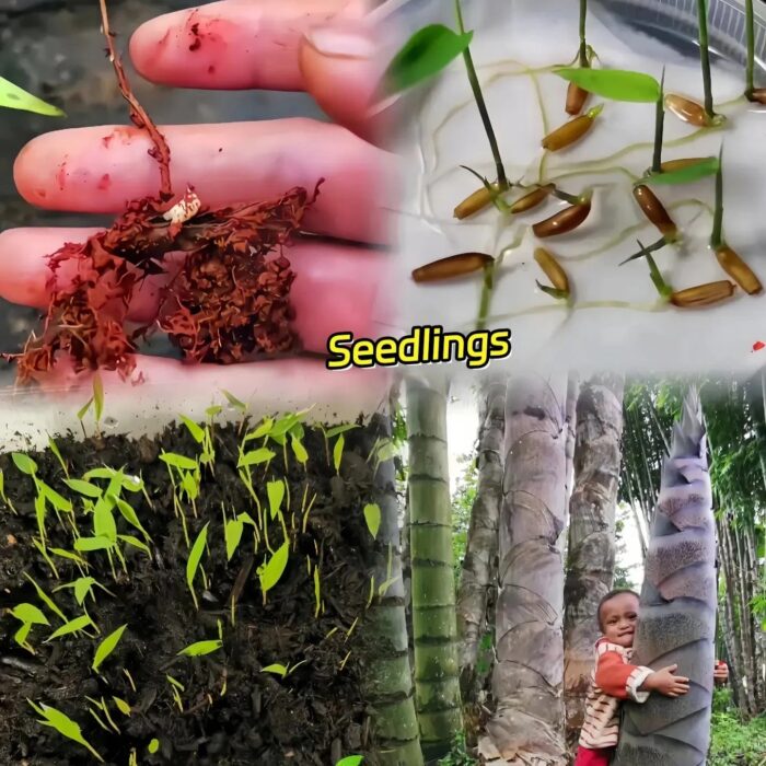 🎋 Rare Species Giant Bamboo Seeds - Image 5