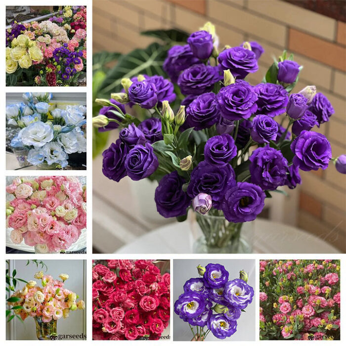 Eustoma Thornless Rose💐Lisianthus Seeds - Image 4