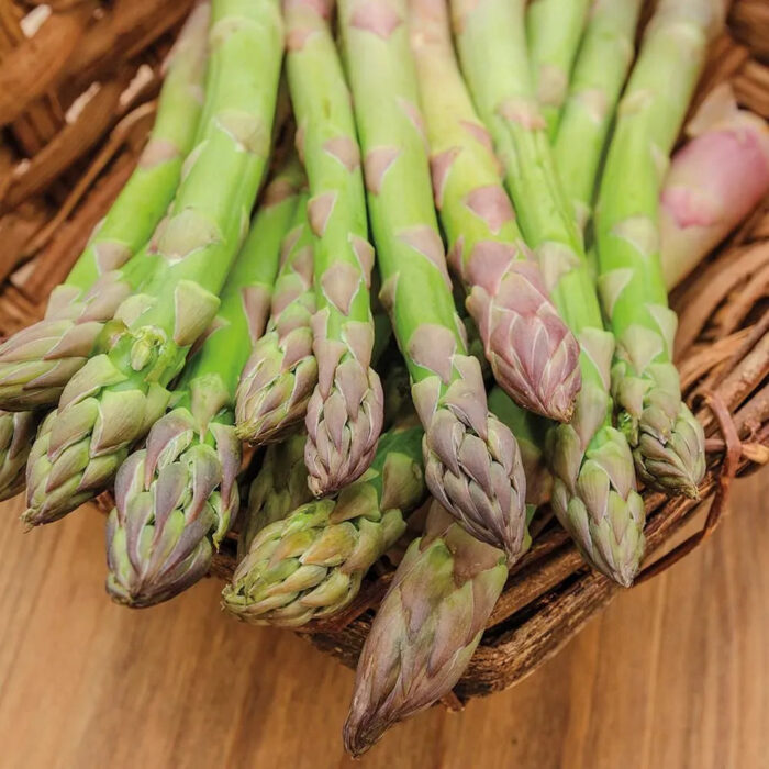 🌿King of Vegetables - Asparagus Mary Washington Seeds - Image 4