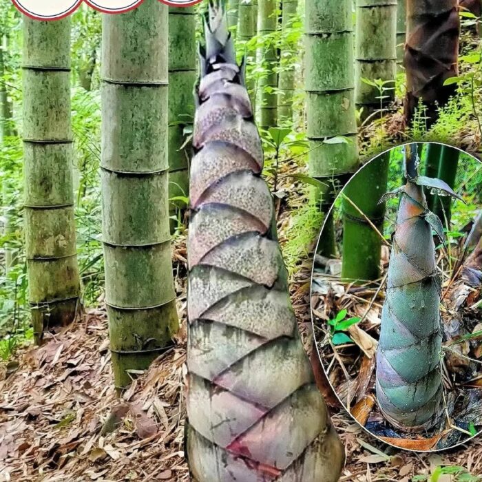 🎋 Rare Species Giant Bamboo Seeds - Image 2