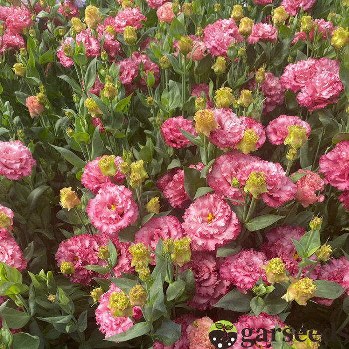 Eustoma Thornless Rose💐Lisianthus Seeds