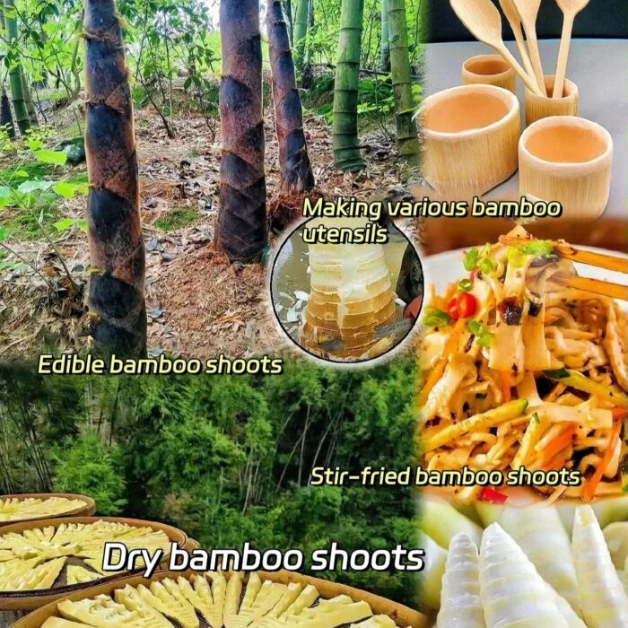 🎋 Rare Species Giant Bamboo Seeds - Image 6