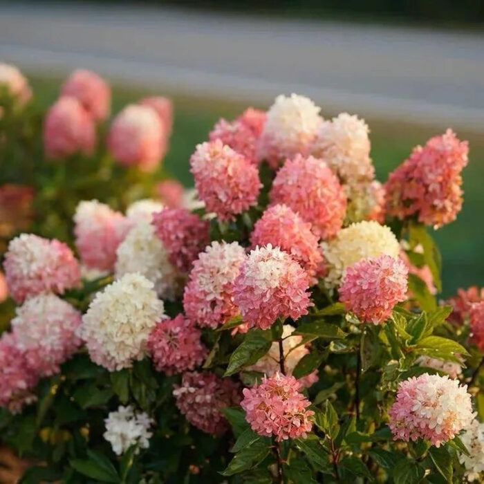 Vanilla Strawberry Hydrangea Seeds - Image 3