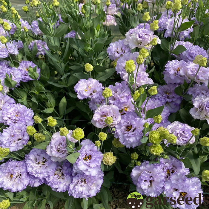 Eustoma Thornless Rose💐Lisianthus Seeds - Image 6