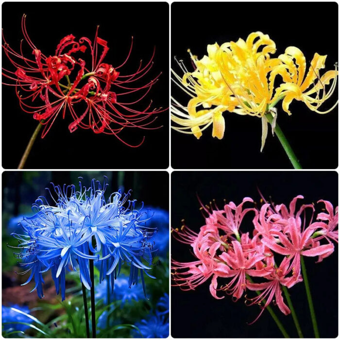 🌈 Spider Lily Bulbs-Multicolor - Image 5