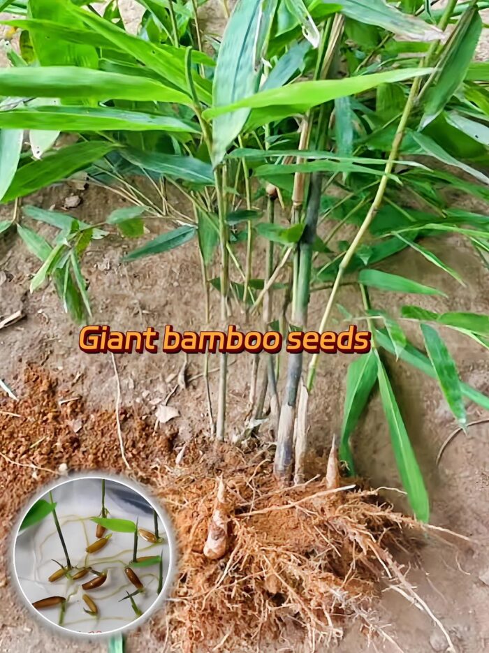 🎋 Rare Species Giant Bamboo Seeds - Image 7