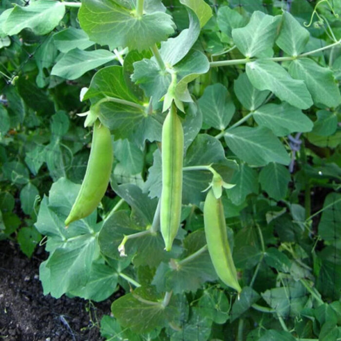 Organic Green Peas Seeds - Image 2