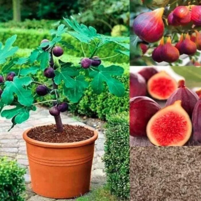 🍑Super Giant Fig Tree Seeds - The Sweetness of a Peach in Every Bite! 🌟 - Image 5