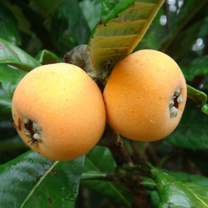 Five-star Loquat Seeds - Image 8