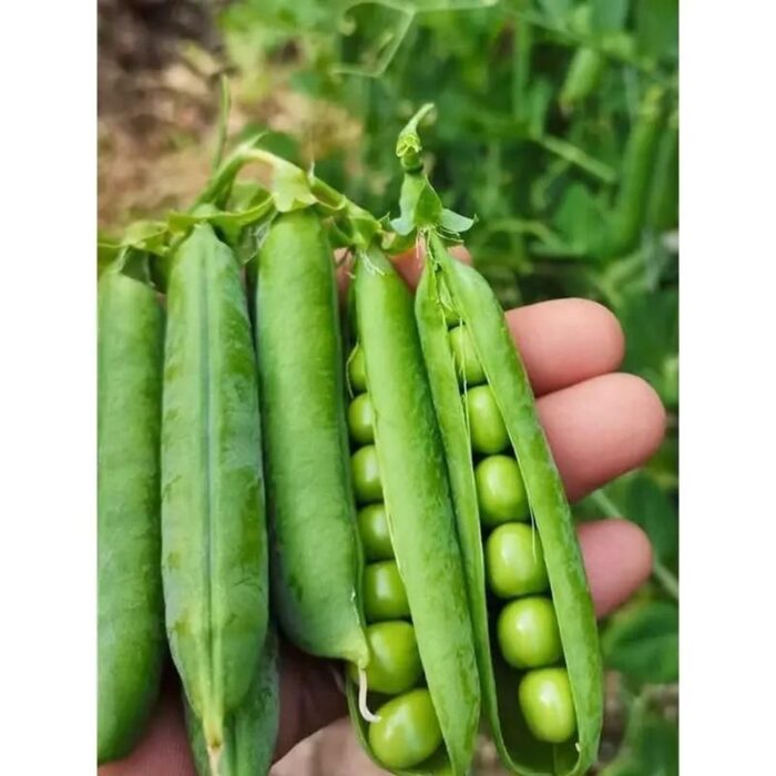 Organic Green Peas Seeds - Image 4