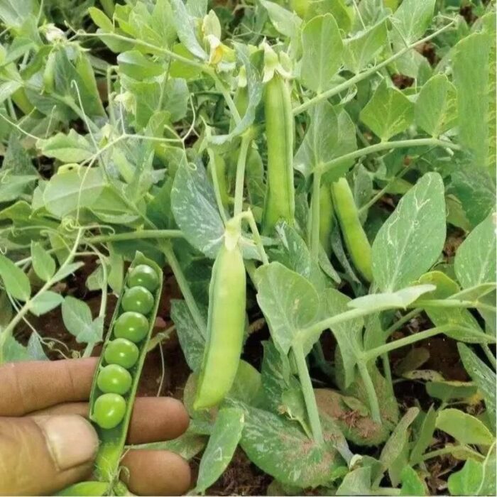 Organic Green Peas Seeds - Image 3