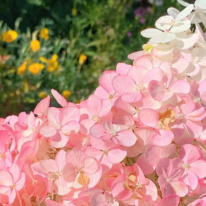 Vanilla Strawberry Hydrangea Seeds - Image 4