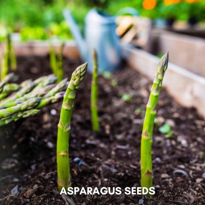 🌿King of Vegetables - Asparagus Mary Washington Seeds - Image 8