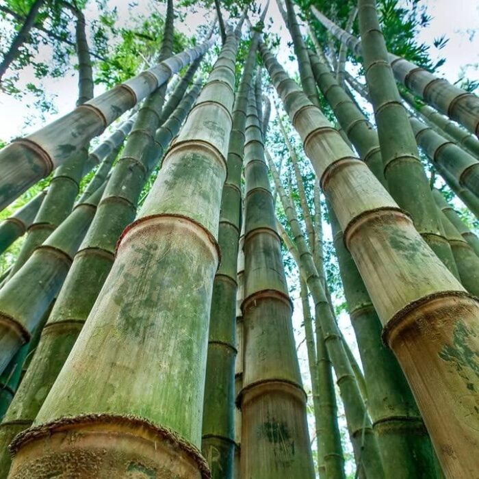 🎋 Rare Species Giant Bamboo Seeds