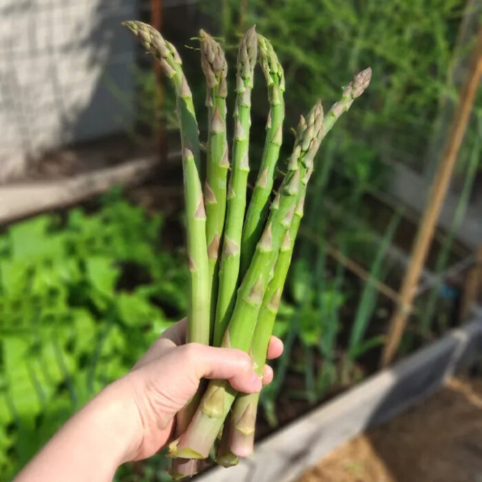 🌿King of Vegetables - Asparagus Mary Washington Seeds - Image 3