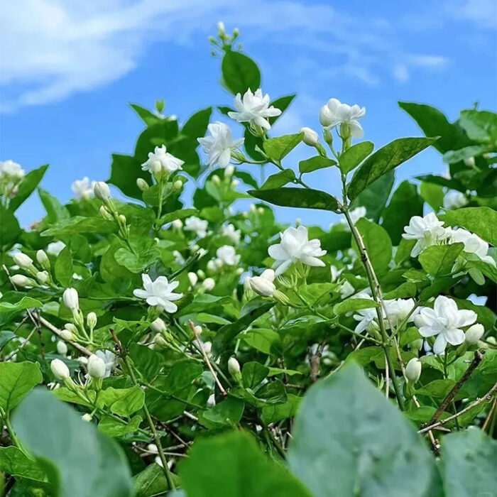 Double Jasmine Seeds - Image 4