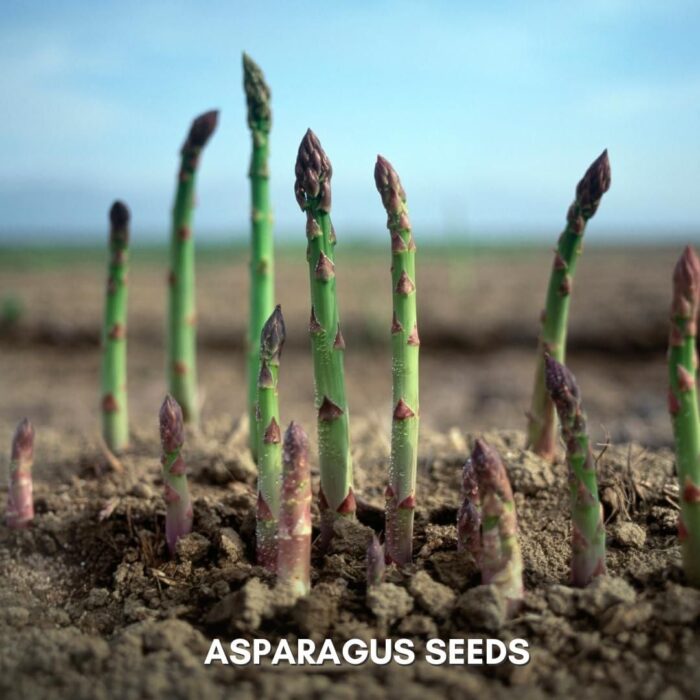 🌿King of Vegetables - Asparagus Mary Washington Seeds - Image 7