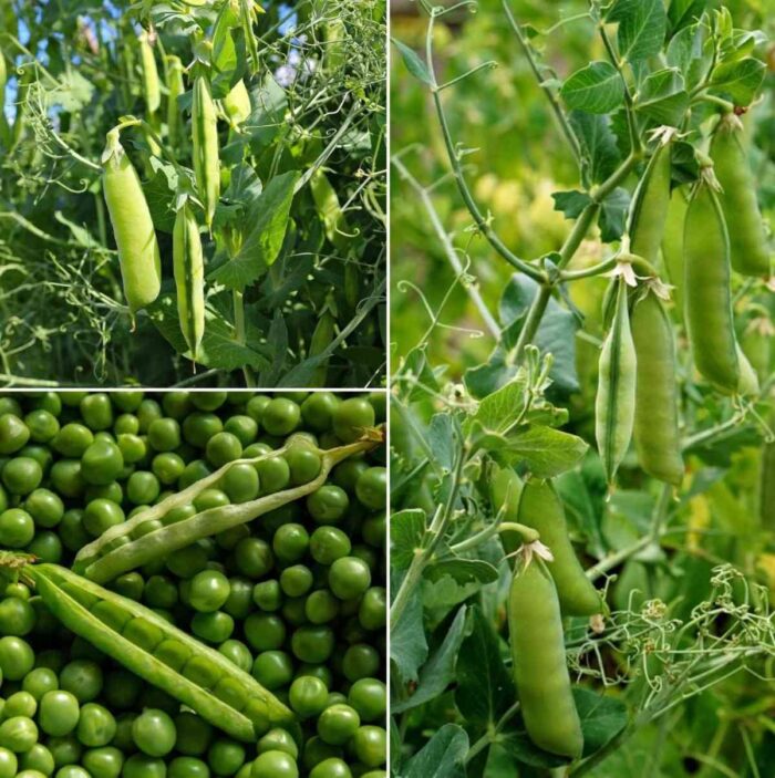 Organic Green Peas Seeds