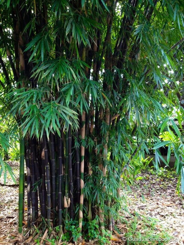 🎋 Rare Species Giant Bamboo Seeds - Image 3