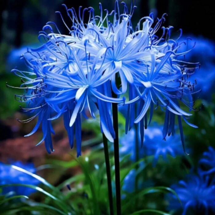 🌈 Spider Lily Bulbs-Multicolor