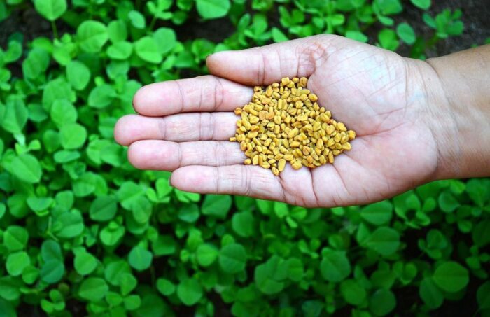 Methi Seeds - Image 4