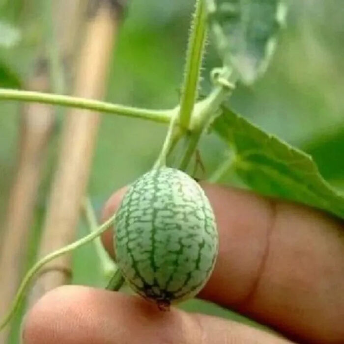 Thumb Watermelon Seeds - Image 5