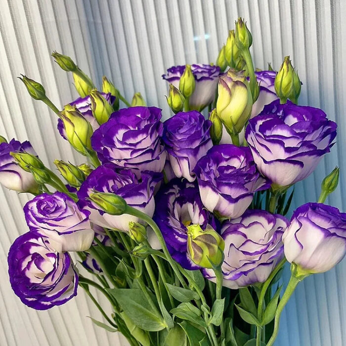 Eustoma Thornless Rose💐Lisianthus Seeds - Image 2