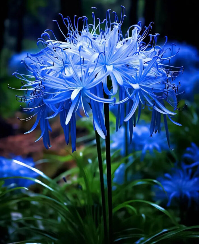 🌈 Spider Lily Bulbs-Multicolor - Image 6