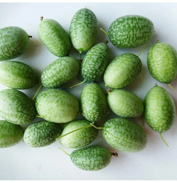 Thumb Watermelon Seeds - Image 7