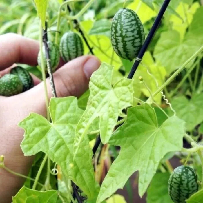 Thumb Watermelon Seeds - Image 4