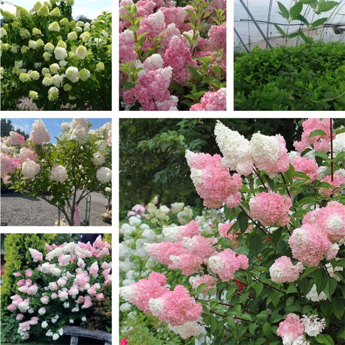 Vanilla Strawberry Hydrangea Seeds - Image 6