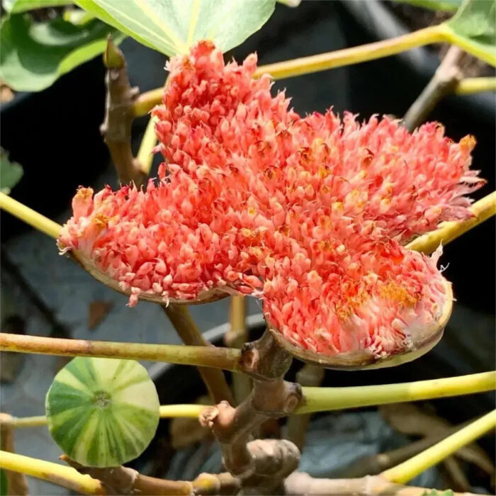 🍑Super Giant Fig Tree Seeds - The Sweetness of a Peach in Every Bite! 🌟 - Image 13