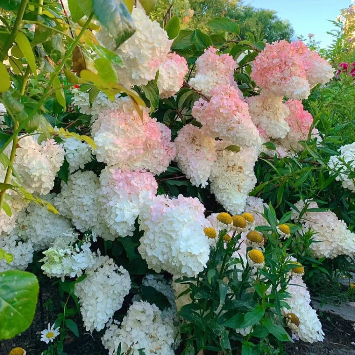 Vanilla Strawberry Hydrangea Seeds - Image 7