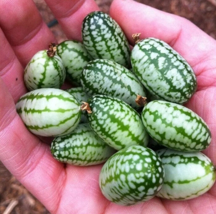 Thumb Watermelon Seeds