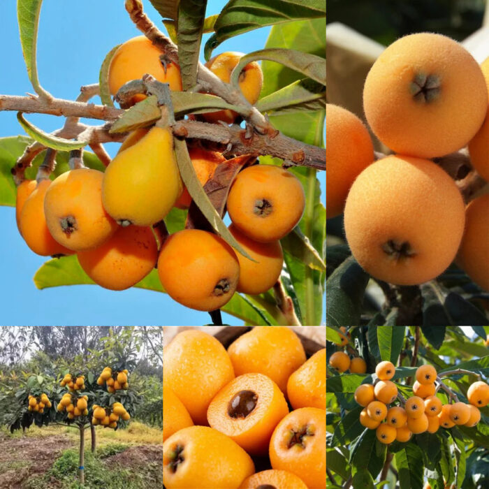 Five-star Loquat Seeds - Image 2