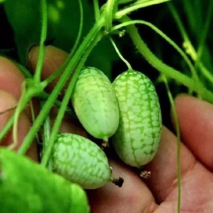 Thumb Watermelon Seeds - Image 8