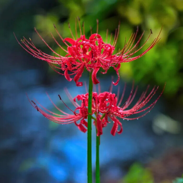 🌈 Spider Lily Bulbs-Multicolor - Image 7