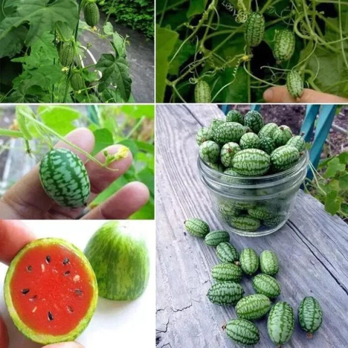 Thumb Watermelon Seeds - Image 9