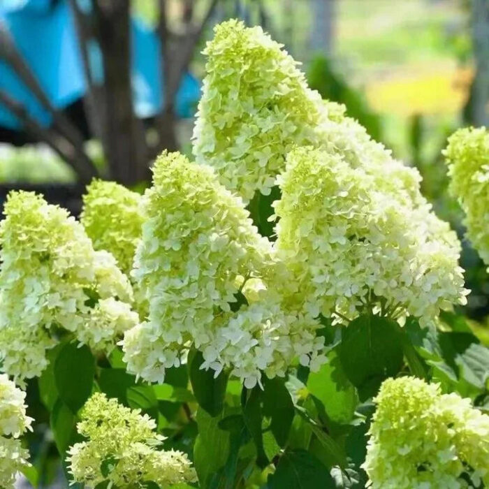 Vanilla Strawberry Hydrangea Seeds - Image 8