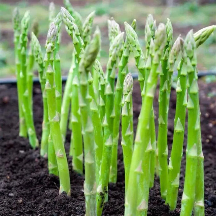 🌿King of Vegetables - Asparagus Mary Washington Seeds - Image 11