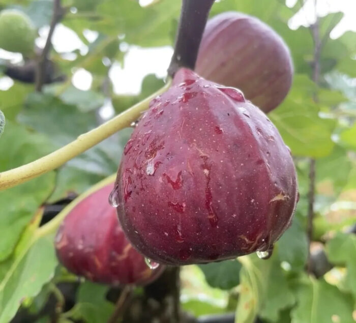 🍑Super Giant Fig Tree Seeds - The Sweetness of a Peach in Every Bite! 🌟 - Image 9