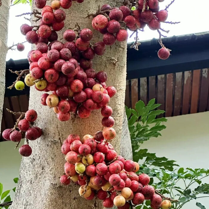 🍑Super Giant Fig Tree Seeds - The Sweetness of a Peach in Every Bite! 🌟 - Image 10