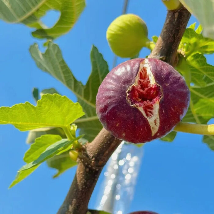 🍑Super Giant Fig Tree Seeds - The Sweetness of a Peach in Every Bite! 🌟 - Image 14