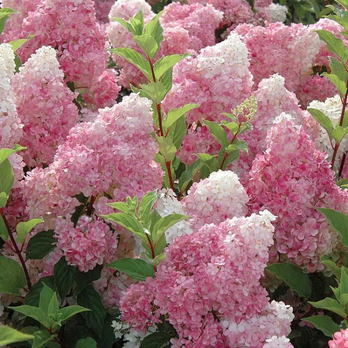 Vanilla Strawberry Hydrangea Seeds - Image 10