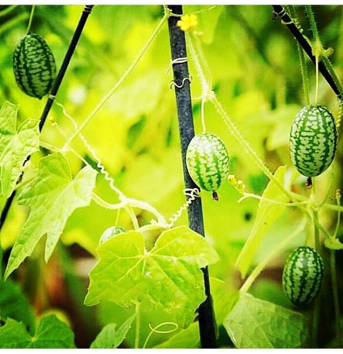 Thumb Watermelon Seeds - Image 10