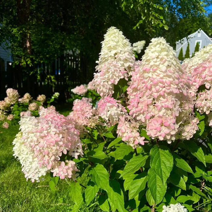 Vanilla Strawberry Hydrangea Seeds - Image 11